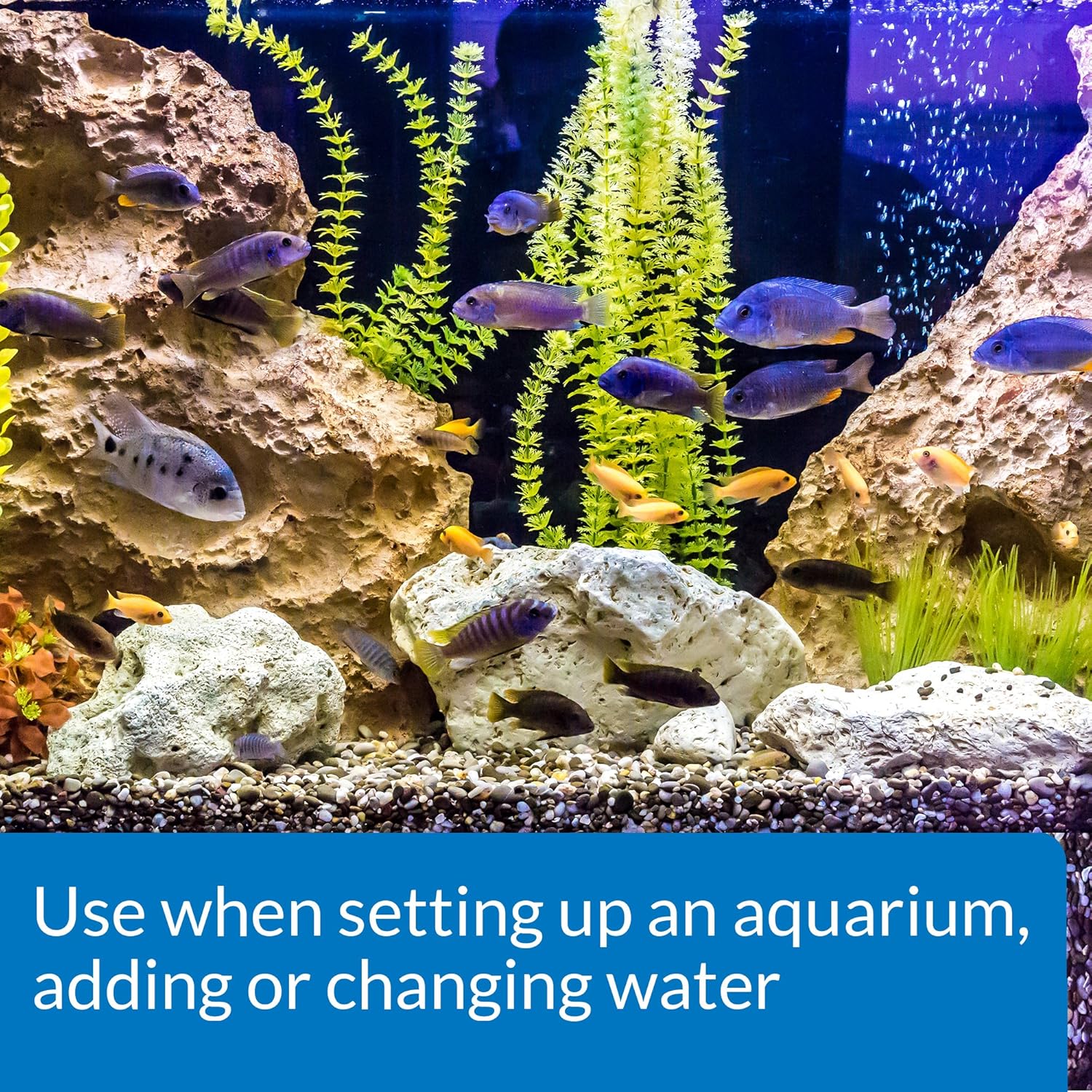 API TAP WATER CONDITIONER 16 ounce aquarium water conditioner bottle for removing chlorine and making tap water safe for fish tanks