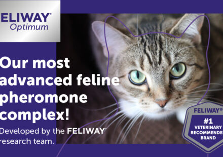 FELIWAY Optimum Cat Calming Diffuser Refill 3 pack providing 90 days of cat stress relief and behavior support for spraying, scratching, and anxiety.