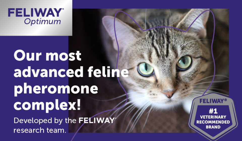 FELIWAY Optimum Cat Calming Diffuser Refill 3 pack providing 90 days of cat stress relief and behavior support for spraying, scratching, and anxiety.