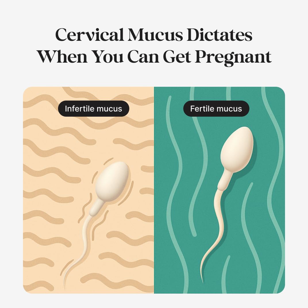 kegg Fertility Tracker with free fertility app for predicting fertile window and identifying most fertile days